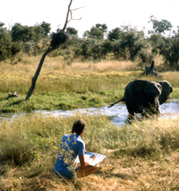 Paul Augustinus sketching next to the narrow stream called the Savuti Channel. In the background is one of the drowned acacias