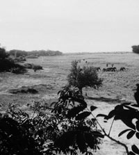 Elephants on a flood plain of the Chobe River in Botswana
