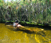 Paul Augustinus swims in crystal clear water of the Okavango river in Botswana.