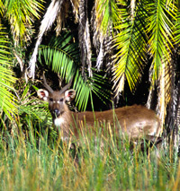 A situtunga antelope in the marshes of the Okavango River near Shakawe in Northern Botswana