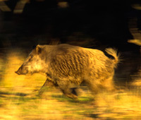 A wild boar runs through the bush on a sunny evening in Southern Spain