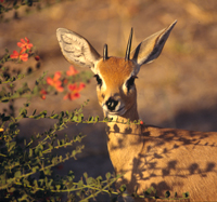 A small steenbok antelope in among some shrubs, Botswana