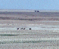 Zebras on a vast plain in the Makgadikgadi in Botswana