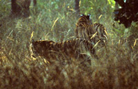 Two tigers walking through undergrowth in Bandhavgarh in India