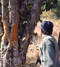 Vivek Sharma points out tiger scratch marks on a tree in Bandhavgarh National Park in India