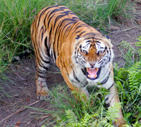 An agressive tiger looks up at Paul Augustinus in Bandhavgarh National Park in India