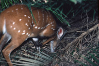 A bushbuck bolts from under a palm thicket next to the Zambezi near the Victoria Falls in Zimbabwe