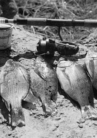 Several bream lie on a tree trunk next to the rod that caught them from the Zambezi River in Zimbabwe. Photo: Paul Augustinus