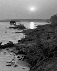 An elephant wades through the Zambezi River in Zimbabwe